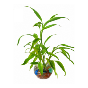Water Deco Plant with Glass Vase #2