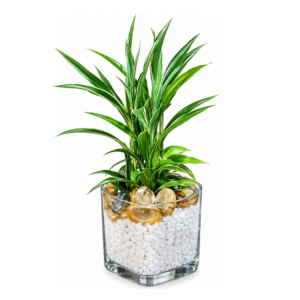 Water Deco Plant with Glass Vase #3